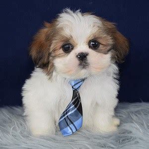 Lancaster puppies advertises puppies for sale in pa, as well as ohio, indiana, new york and other states. Male Shih Tzu Puppy For Sale Puppet | Puppies For Sale in ...