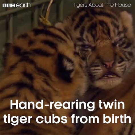 Tigers About The House Hand Raising Twin Tiger Cubs New Born Tiger