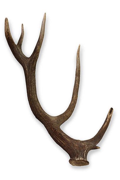 Royalty Free Antler Pictures Images And Stock Photos Istock