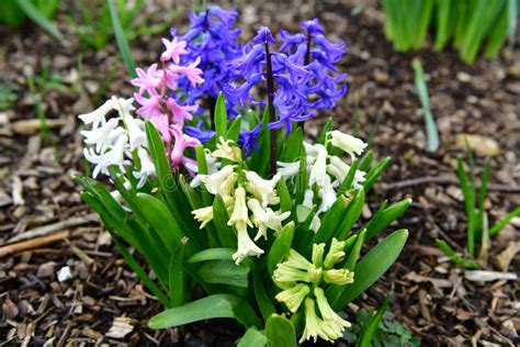 Beautiful Colorful Fragrant Spring Flowers Hyacinth Stock Photo