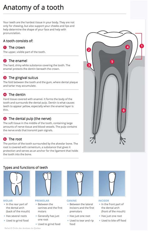 Anatomy Of A Tooth And Function Of Teeth