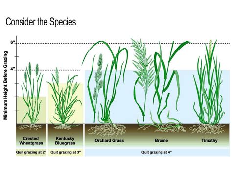 Ppt How Grass Grows Powerpoint Presentation Free Download Id2047552
