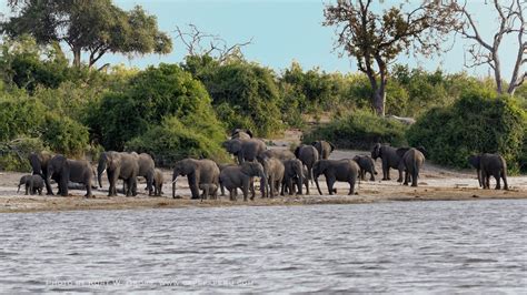 Chobe Nationalpark Sambesi River Botswana Botswana