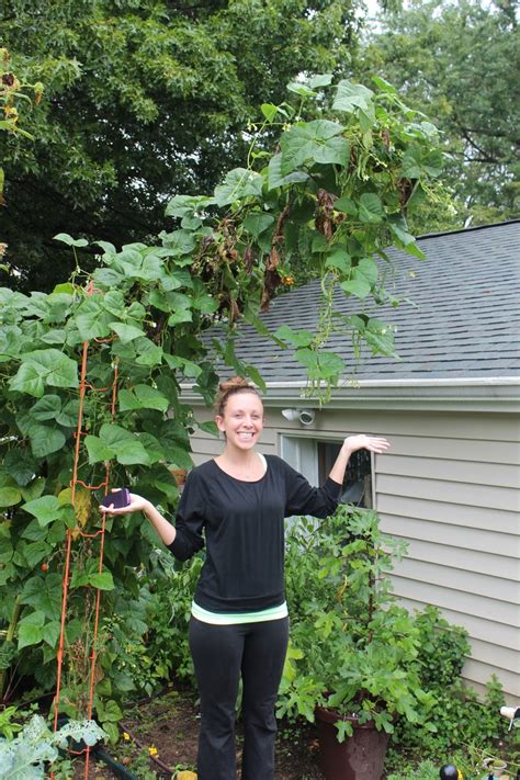 Blue lake bush bean seed. Bean Bush Blue Lake 274 Organic HEIRLOOM Seeds. Now THOSE ...