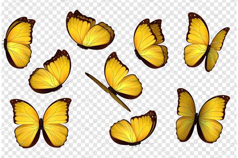 Butterfly Vector Illustration Butterflies Vector Butterfly Images