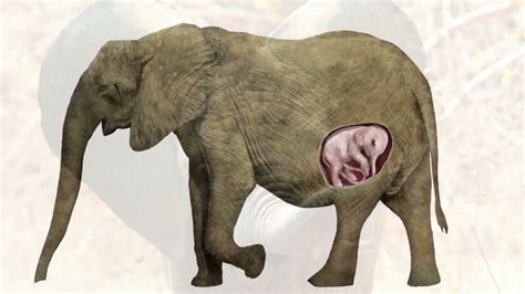 How Long Are Elephants Pregnant Elephants Pregnant Youtube