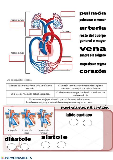 Diagram Of The Human Heart With Labels And Instructions For Each Section Labeled In Spanish