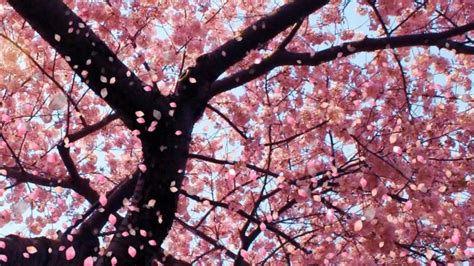 Free Download Cherry Blossoms Daydreaming Wallpaper 22571616 1024x768