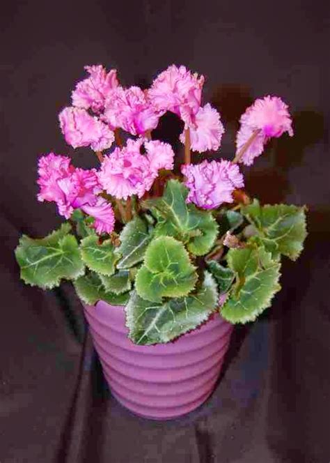 The Indoor Garden How To Care For A Cyclamen