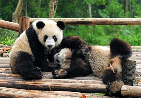 Giant Panda Bears Playing Stock Image Image Of Asia 16922939
