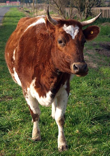 Royalty Free Ayrshire Cattle Pictures Images And Stock Photos Istock