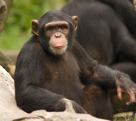 Chimpanzees Wallpapers Pets Cute And Docile