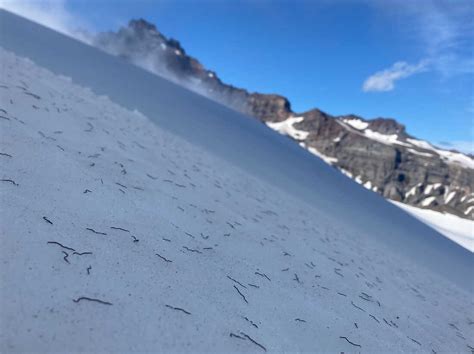 Summer Mystery Glacier Ice Worms Rise Again In The Pacific Northwest Npr