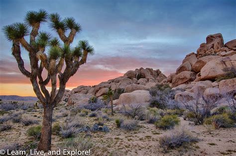 Joshua Tree National Park Learn Live And Explore