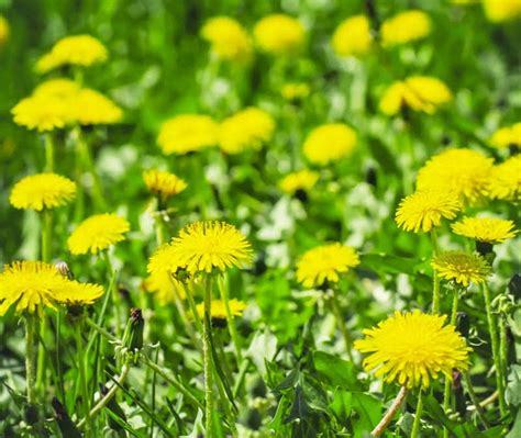This lawn weed identification guide with photos will help you id your weeds. Fall Weed Control Tips to Give Your Lawn a Healthy Boost