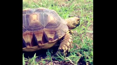 My Two Year Old Sulcata Tortoise Youtube