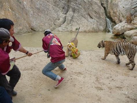 Tugging Tigers They Love Tug Of War Picture Of Tiger Temple Wat