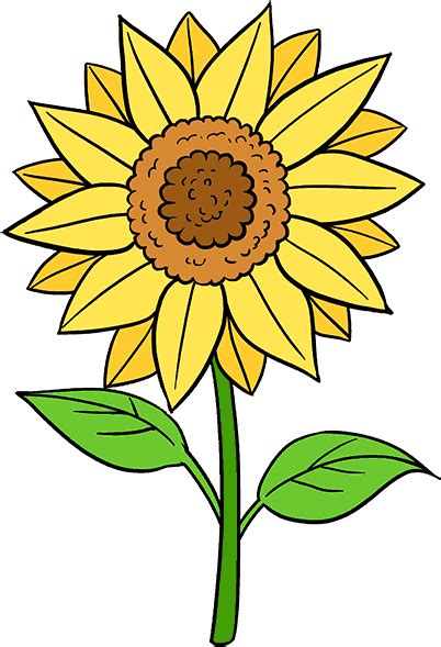 Sunflower Pencil Drawing Free Download On Clipartmag