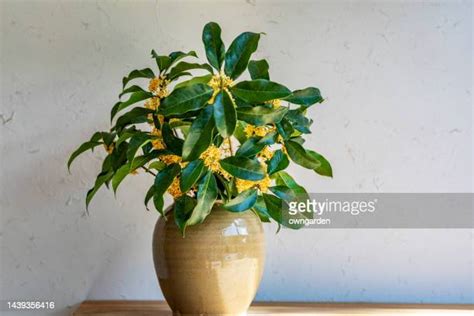 sweet olive tree photos and premium high res pictures getty images