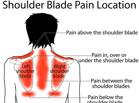 Organ Under The Rib Back On The Right Side Pain Between Shoulder