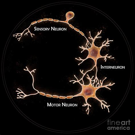 Neural Pathway Photograph By Singlecell Animation Llcscience Photo
