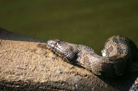 A Guide To Snakes Of The Cumberland Plateau Independent Herald