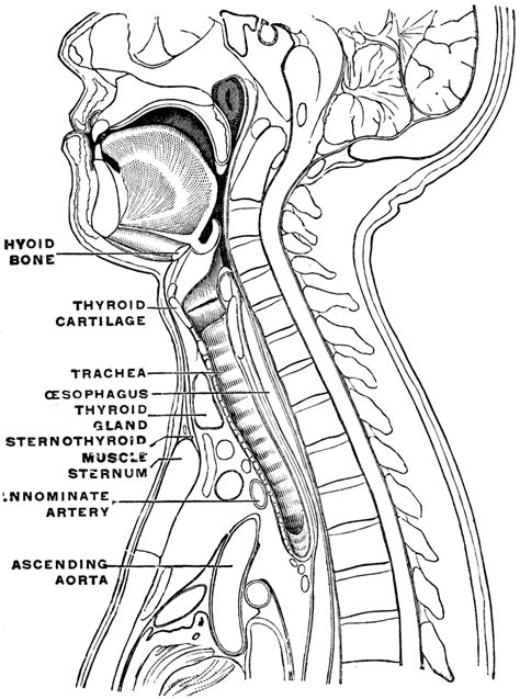 Sagittal Section Of The Neck And Head Clipart Etc