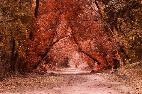 Mysterious Autumn Forest Is Very Beautiful Stock Photo Image Of Clean