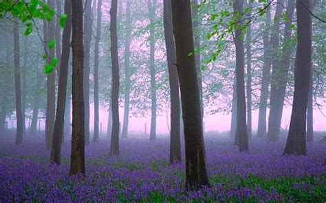 Britains Best Places To See Bluebells Bluebells Abstract Landscape