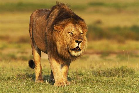 Lion Kenya National Animal Wallpapers9