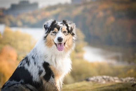 Tri Colored Australian Shepherd Facts Origin Pictures And History