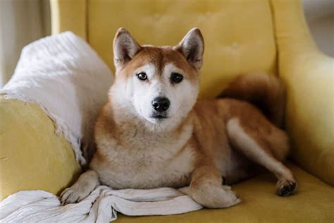 Shiba Inu Dog Breed Characteristics Care And Pictures