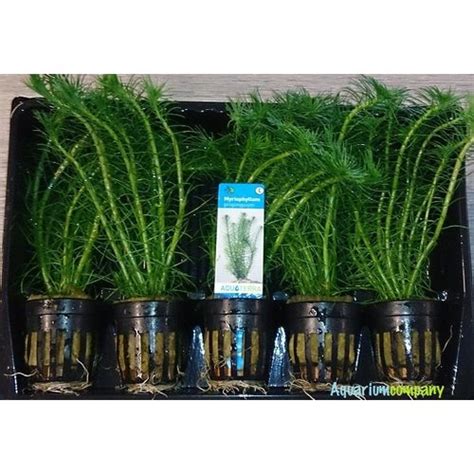 Myriophyllum Propinquum 5x Aquariumplanten Voordeelpakket