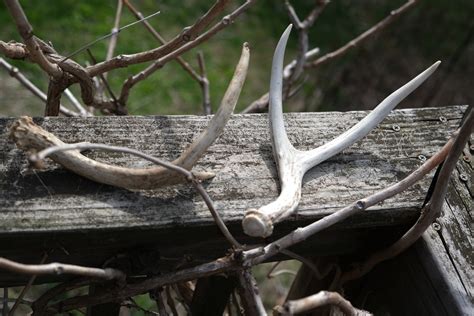 Antlers Outside Free Stock Photo Public Domain Pictures