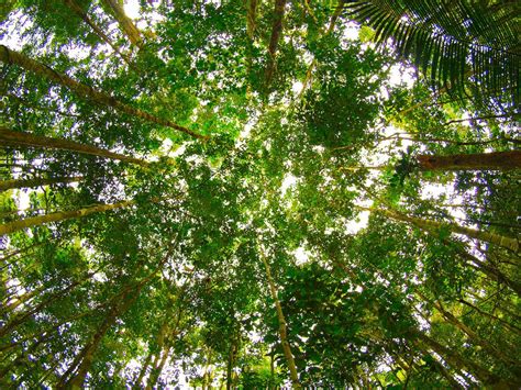 Amazonian Canopy Tree Canopy Canopy Tropical Rainforest
