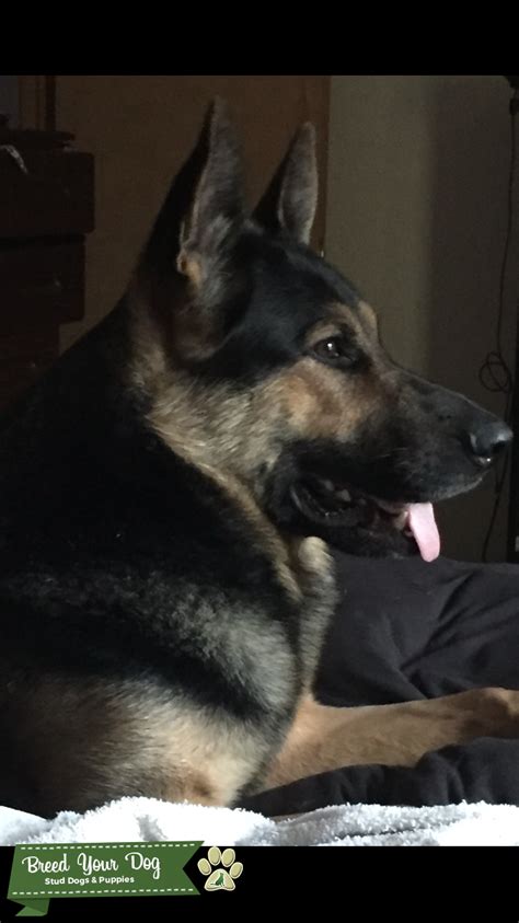 Stud Dog 3 Year Old Pure Breed German Shepherd Breed Your Dog