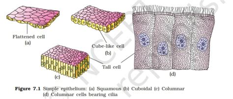 Describe Various Types Of Epithelial Tissues With The Help Of Labelled