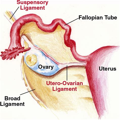 Ovary Diagrams To Print 101 Diagrams