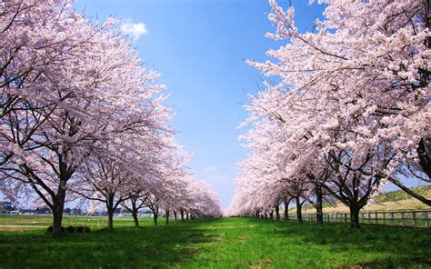 春といえば桜！壁紙にしたいほど綺麗な桜の画像まとめ 高画質 Naver まとめ