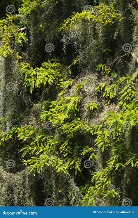 Spanish Moss Hanging In A Cypress Tree Close Up Stock Photo Image Of