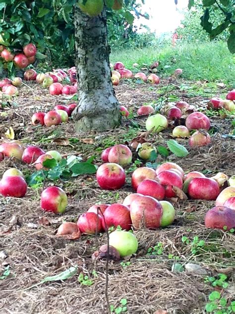 Apples On The Ground At Sky Top Orchard Pfirsichbaum Streuobstwiese