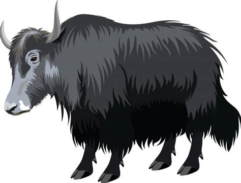 50 Himalayas Yak Illustrations Royalty Free Vector Graphics And Clip