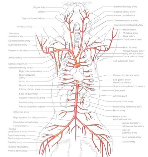 Arteries Diagram Labeled Diagram Of Heart Arteries Veins