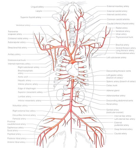 We did not find results for: Quotes about Arteries (73 quotes)
