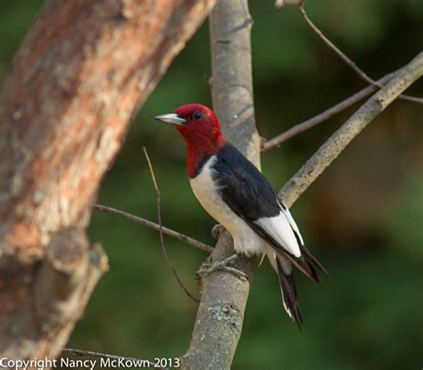 Photographing The Elusive Red Headed Woodpecker Welcome To