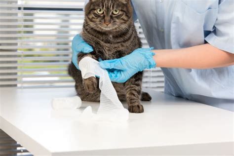 Cat Open Wound Care How To Take Care Of A Cat Wound Poway Vets