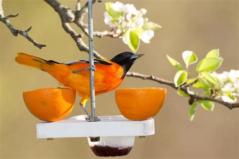 Tips For Attracting Orioles To Your Backyard Little Gardens Backyard