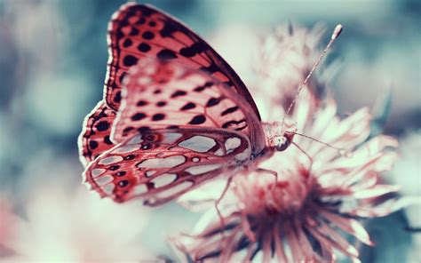 Pink Butterfly Animal Insect Flower Wallpaper 1920x1200 447069