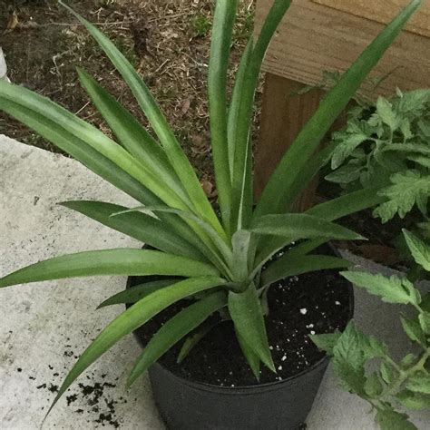 My Poor Pineapple Plant I Grew From A Pineapple Top Got Blown Over In