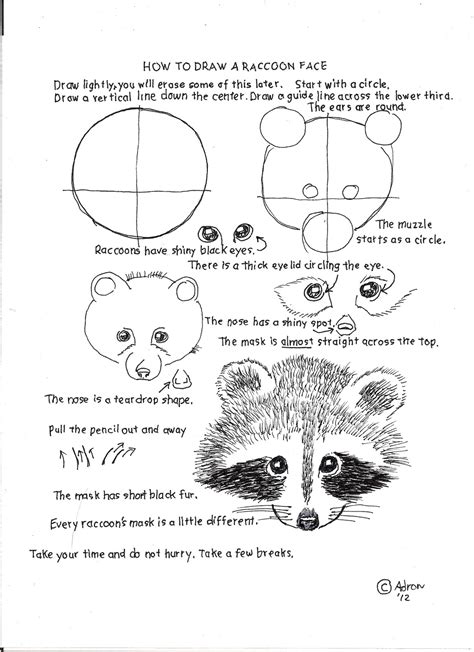 How To Draw Worksheets For The Young Artist How To Draw A Raccoon Face